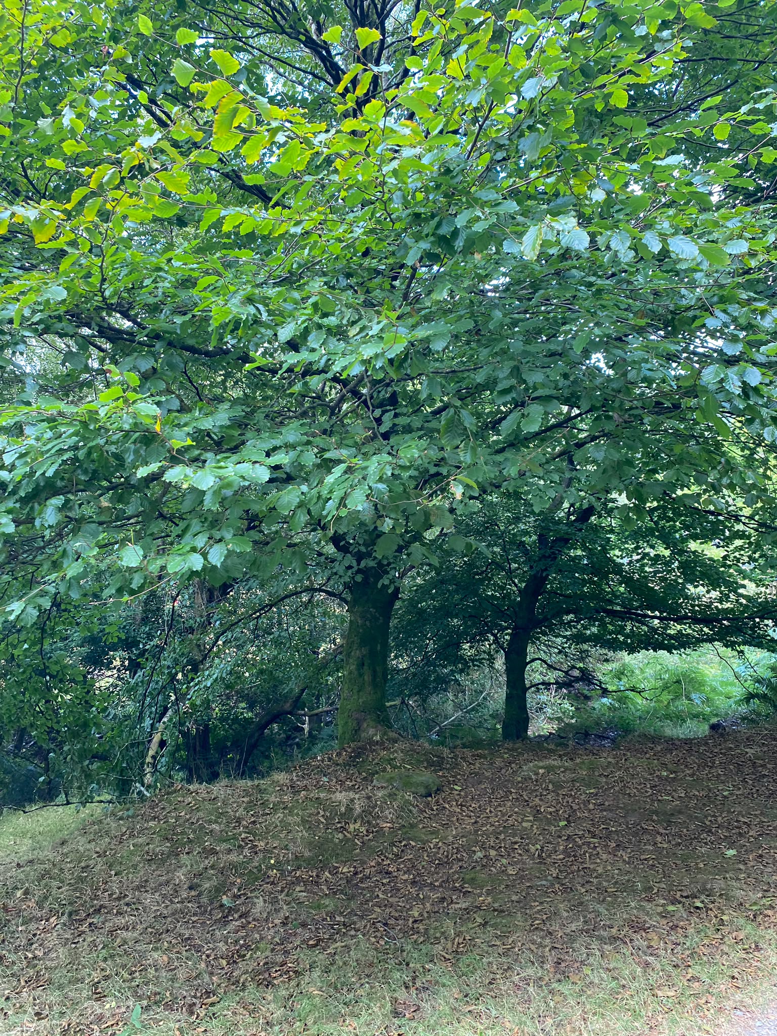 Glendalough Walk: A Beautiful Day Trip in the Wicklow Mountains